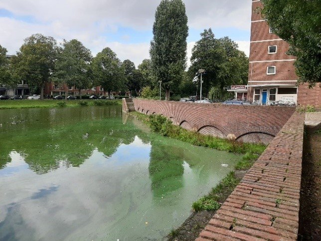 Foto van Linnaeusplein in 2021 bij de vijver (aan de waterkant)