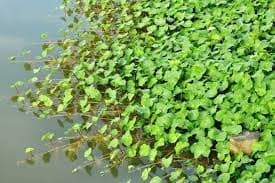 Grote waternavel