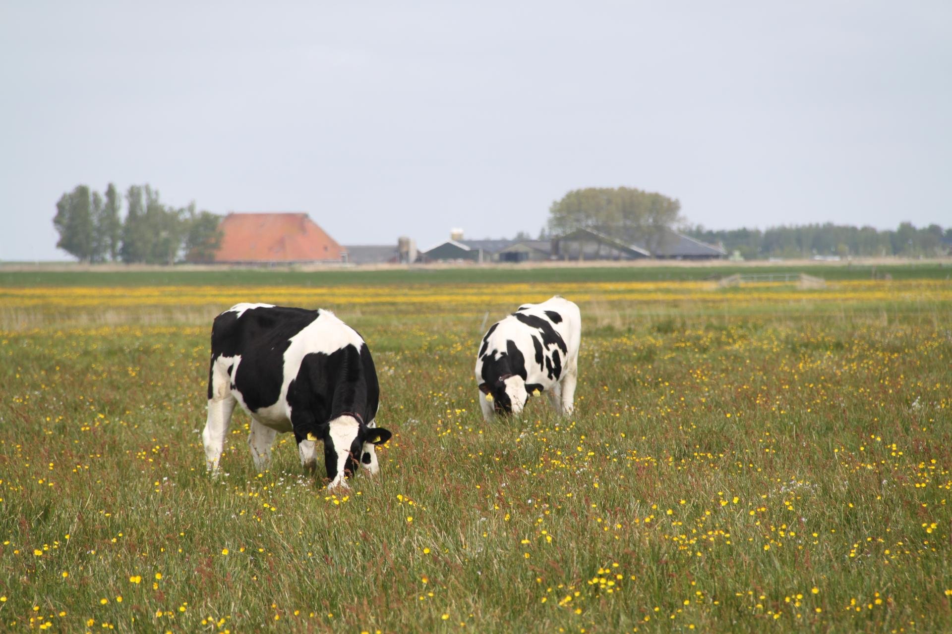 Grazende koeien in kruidenrijk grasland.